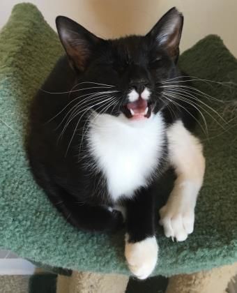 Gidget.jpg